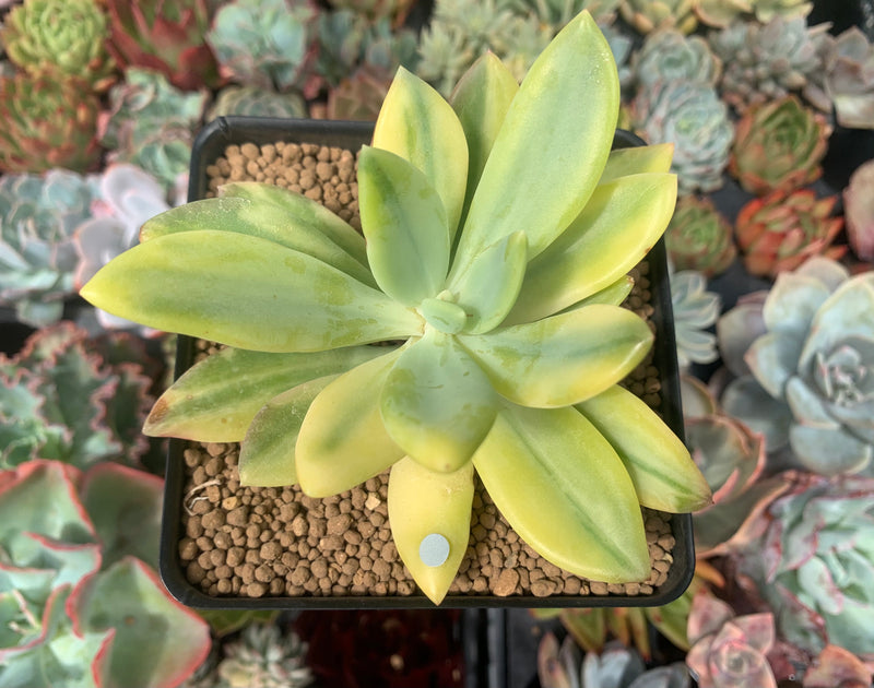 cypress succulent Pachyveria 'Cypress' Variegated 3"-4" Succulent Plant – True Succulents Plant Co