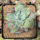 Echeveria 'Blue Spur' 3" New Hybrid Succulent Plant