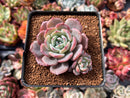 Echeveria 'Horizon' 3" Cluster Succulent Plant