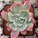 Echeveria 'Luella' Variegated 3"-4" Succulent Plant