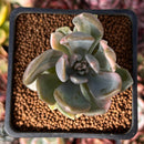 Pachyveria 'Pachyphytoides' Variegated 2" Succulent Plant