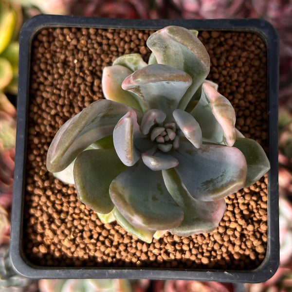 Pachyveria 'Pachyphytoides' Variegated 2" Succulent Plant