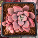 Echeveria 'Polari' 2" Cluster Succulent Plant