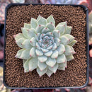 Echeveria 'Mexensis Zaragosa' 2" Succulent Plant