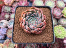 Echeveria 'Momentum' 2" Succulent Plant