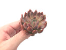 Echeveria Agavoides 'Magic Plot' 3" Rare Succulent Plant