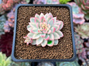 Echeveria 'Mebina' Variegated 1" Succulent Plant