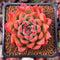 Echeveria Agavoides 'Happy' 2" Succulent Plant