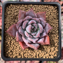 Echeveria sp. 1" Succulent Plant