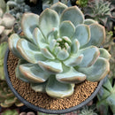 Echeveria 'Orange Monroe' 4" Succulent Plant