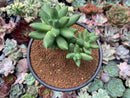 Pachyphytum 'Compactum' 5" Succulent Plant