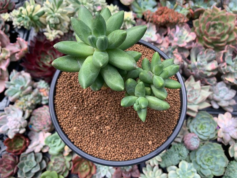 pachyphytum compactum succulent Pachyphytum 'Compactum' 5" Succulent Plant
