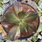 Echeveria 'Primadonna' Variegated 4" Succulent Plant