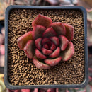 Echeveria Agavoides sp. 1" Succulent Plant