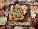 Echeveria Agavoides sp. 2" Succulent Plant