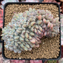 Echeveria 'Orange Monroe' Crested 4" Succulent Plant
