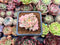 Echeveria 'Mebina' Variegated 1"-2" Cluster Succulent Plant