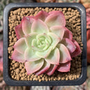 Echeveria 'Mellow Yellow' 2" Succulent Plant