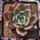 Echeveria Agavoides 'Bonnie Pink' 2"-3" New Hybrid Succulent Plant