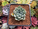 Echeveria 'Hayalobi' New Hybrid 1" Succulent Plant