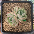 Echeveria 'Ice Cone' 2" Cluster New Hybrid Succulent Plant