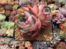 Echeveria 'Ratam' 3" Cluster Succulent Plant