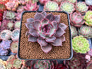 Echeveria 'Dark Chocolate' 3" New Hybrid Succulent Plant