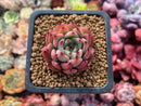 Echeveria sp. 1" Succulent Plant