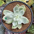 Echeveria 'Pastel' Variegated 3" Succulent Plant