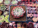 Echeveria 'Pink Crystal' 2" Succulent Plant
