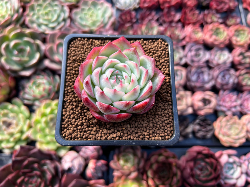 pink succulent plants for sale Echeveria 'Pink Crystal' 2