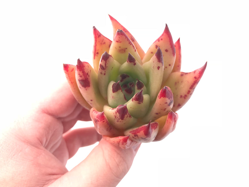 Echeveria Agavoides Royal 2”-3” Rare Succulent Plant