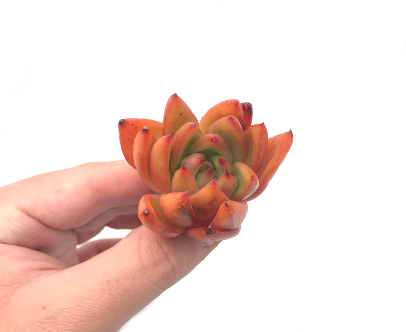 Echeveria Agavoides 'Mundy' Selected Seedling 1” Rare Succulent Plant