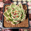 Echeveria Agavoides 'Blue Dragon' 3" Succulent Plant