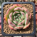Echeveria 'Black Panther' 2" Succulent Plant