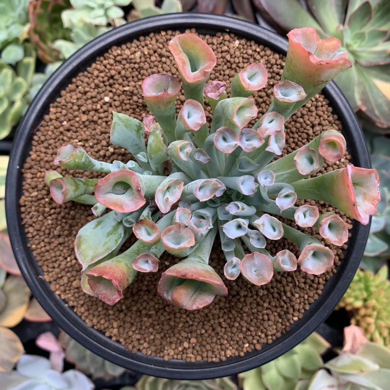 trumpet succulent Echeveria 'Trumpet Pinky' 3"-4" Succulent Plant – True Succulents Plant Co