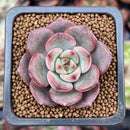 Echeveria 'Monet' 1" New Hybrid Succulent Plant