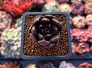 Echeveria 'Black Bird' 1" Small Succulent Plant