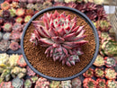 Echeveria 'Colorata' 4" Cluster Succulent Plant