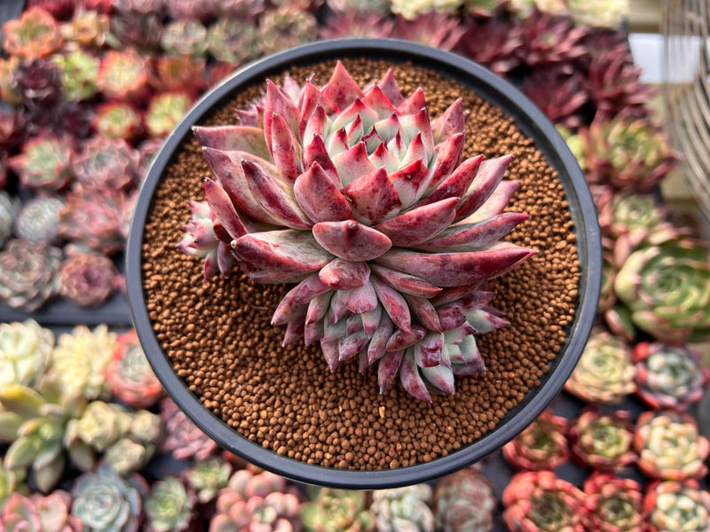 echeveria colorata succulent Echeveria 'Colorata' 4" Cluster Succulent Plant – True Succulents Plant Co
