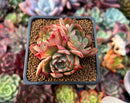 Echeveria 'Zeta' 2" Cluster Succulent Plant