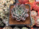 Echeveria 'Subalpina' Hybrid 2" Succulent Plant