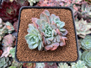 Echeveria 'Raffine' 2" Succulent Plant