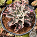 Echeveria 'Madiba' 5" Succulent Plant