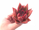 Echeveria Agavoides Red Maria 4” Rare Succulent Plant