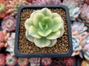 Echeveria 'Nicksana' Variegated 2" Succulent Plant Cutting