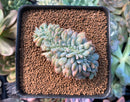 Echeveria 'Hosikage' Crested 2"-3" Succulent Plant