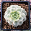 Echeveria 'Nicksana' Variegated 2" Succulent Plant