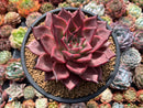 Echeveria Agavoides 'Romeo' 5" Succulent Plant