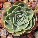 Echeveria 'Esmerelda' 5" Large Succulent Plant